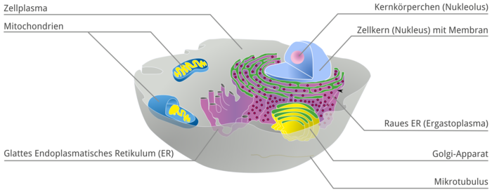 Aufbau einer Zelle - Bestandteile des Zellkerns