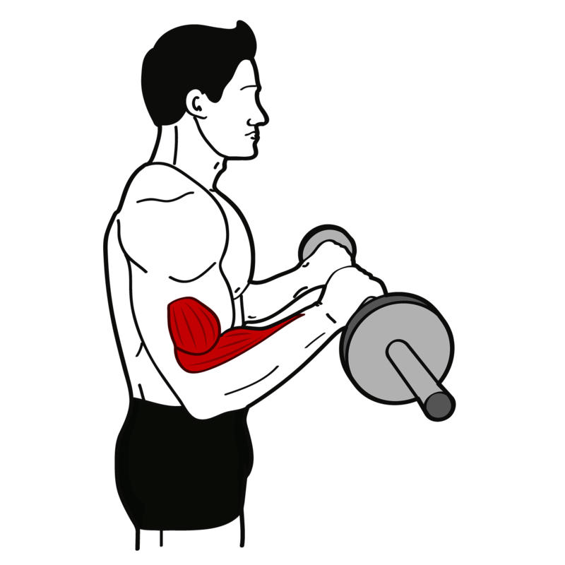 Unterarm-Curl Übung - Richtige Ausführung